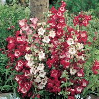 Penstemons Mix