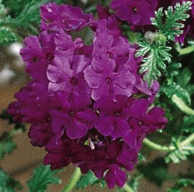 Verbena Plum Trailing