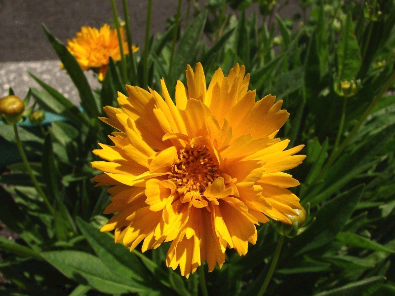 Coreopsis Early Sun