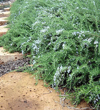 Rosemary Trailing