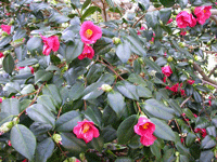 Camellia Japonica