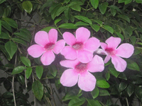 Pink Jasmine