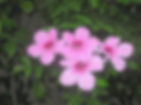 Pink Jasmine