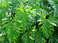 Philodendron Split Leaf