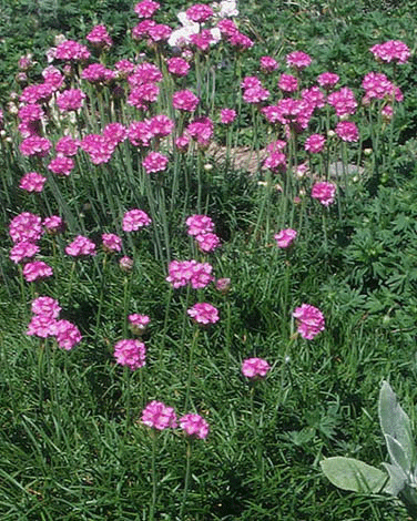 Armeria Sea Pink