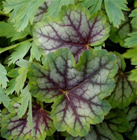 Heuchera Temperate Green