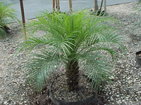 Pigmy Date Palm