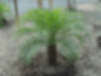 Pigmy Date Palm