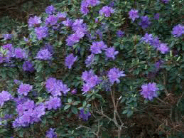 Azalea Purple