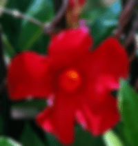 Mandevilla Red