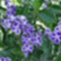 Durantha Blue