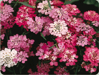 Candytuft