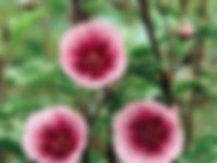 Anisodontea