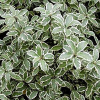 Pittosporum Marjorie Channon