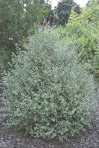 Pittosporum Siver Sheen