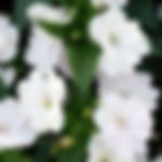 Impatien New Guinea White Blush