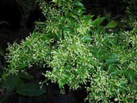 Night Blooming Jasmine