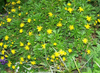 Euryops