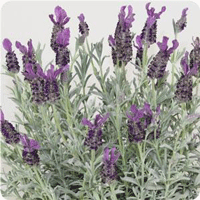 Lavender Silver Anouk