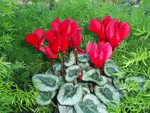 Cyclamen Red