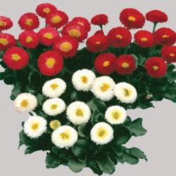 Bellis Galaxy Mix