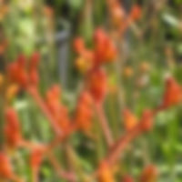 Anigozanthos Tequila Sunrise