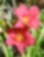 Day Lily Ruby Stella