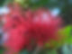 Caliandra - Stake