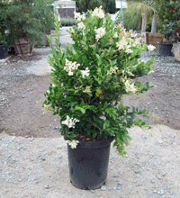 Ligustrum Texanum Stake