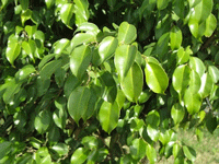 Ficus Benjamina