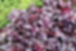 Heuchera Plum Pudding