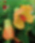 Abutilon Melon