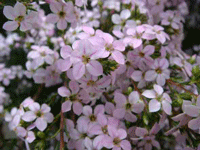 Coleonema Pulchellum (Diosma)  