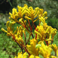 Anigozanthos Yellow Gem