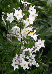 Solanum Jasmine (Stake)