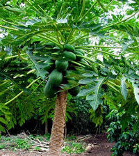 Mexican Papaya