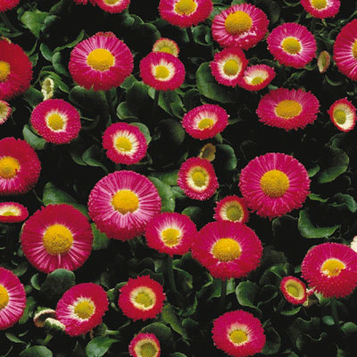 Bellis Galaxy Rose