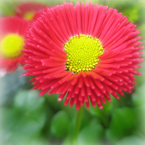 Bellis Galaxy Red