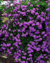 Geranium Balcon Princess