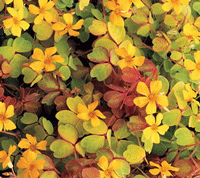 Oxalis Charm Moltan Lava