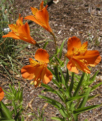 Alstromeria 2GAL