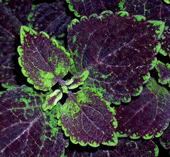 Coleus Sun Flordia Jade