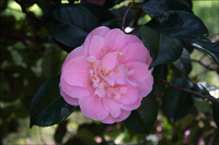 Camellia Covina