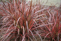 Fountain Grass Red