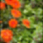 Impatien New Guinea Apricot