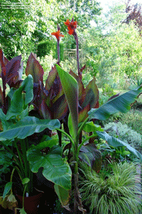 Canna Tropicana