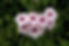 Pandorea Pink