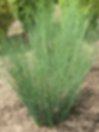 Juncus Blue Dart