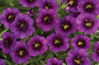 Calibrachoa Purple