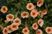 Calibrachoa Peach